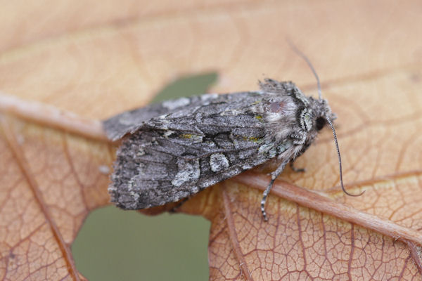 Dichonia aeruginea: Bild 4