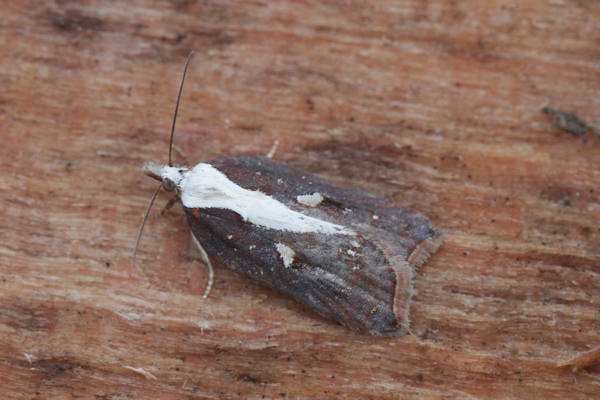 Acleris cristana: Bild 11