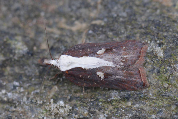 Acleris cristana: Bild 12