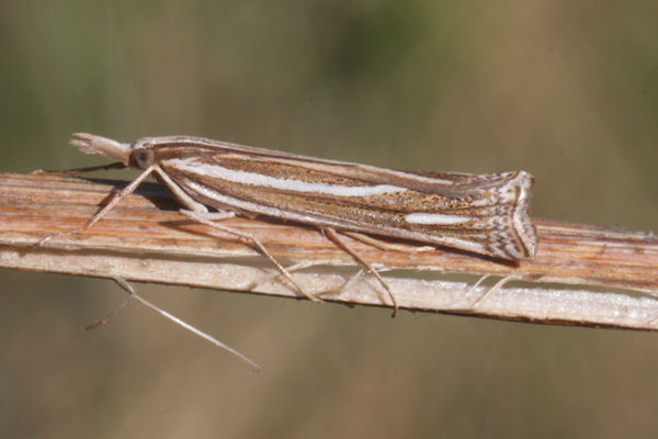 Ancylolomia disparalis: Bild 1