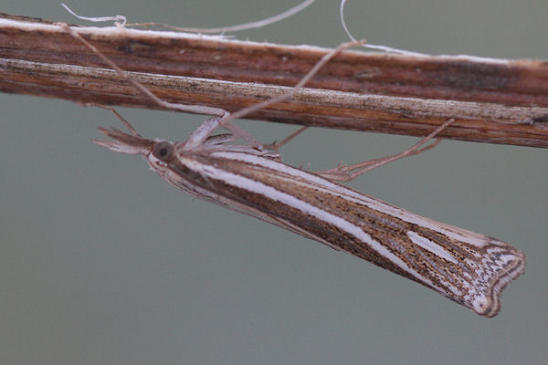 Ancylolomia disparalis: Bild 4