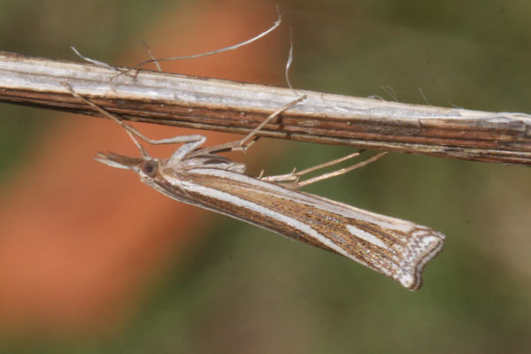 Ancylolomia disparalis: Bild 5