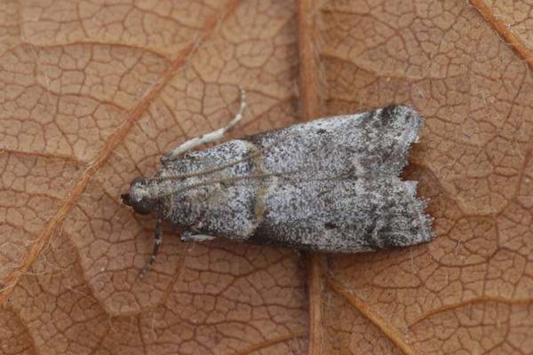 Acrobasis bithynella: Bild 1