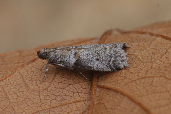 Acrobasis bithynella: Bild 2