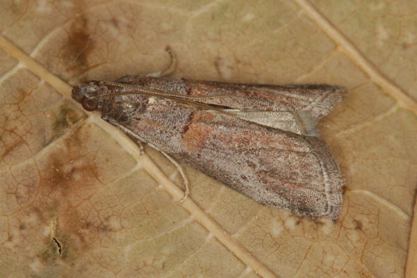 Acrobasis bithynella: Bild 3