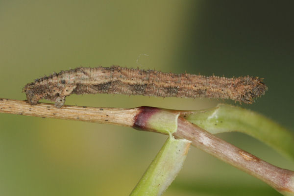 Idaea pallidata: Bild 54