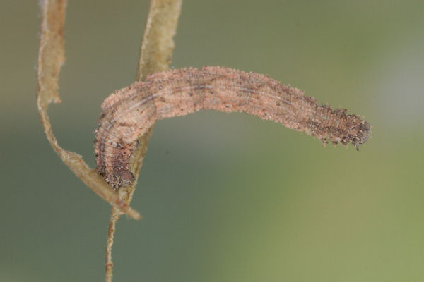 Idaea pallidata: Bild 55