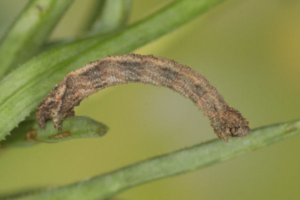 Idaea pallidata: Bild 56