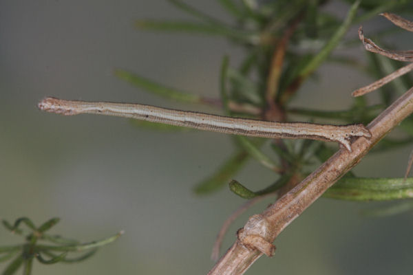 Scopula ternata: Bild 42