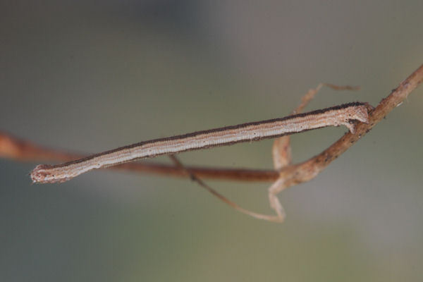 Scopula ternata: Bild 44