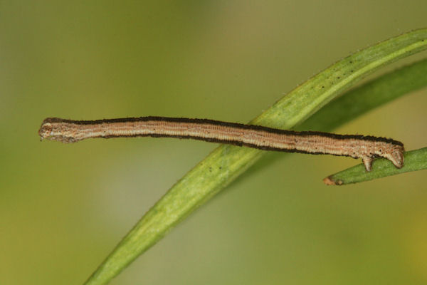 Scopula ternata: Bild 46