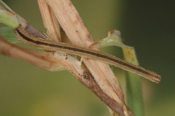 Scopula ternata: Bild 49