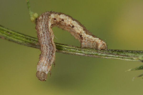 Coenotephria ablutaria: Bild 8