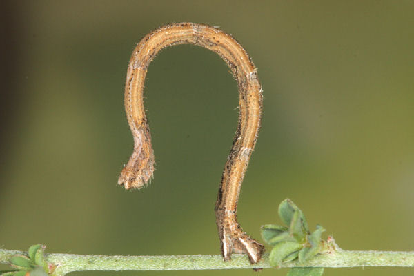 Rhodostrophia discopunctata: Bild 20