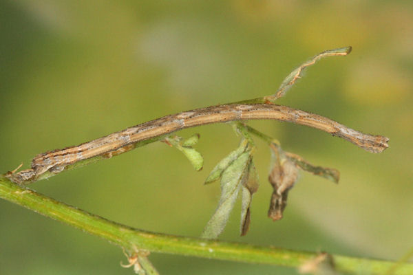 Rhodostrophia discopunctata: Bild 23