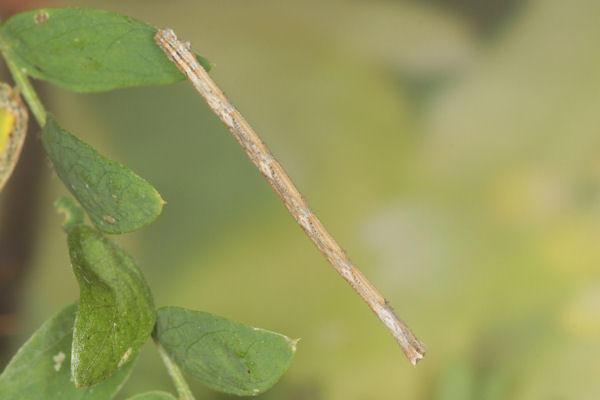 Rhodostrophia discopunctata: Bild 26