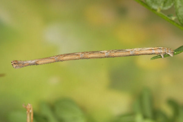 Rhodostrophia discopunctata: Bild 27