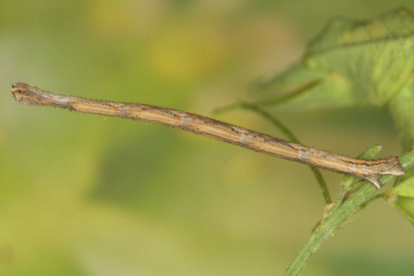 Rhodostrophia discopunctata: Bild 28