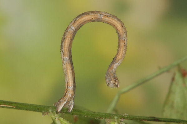 Rhodostrophia discopunctata: Bild 29