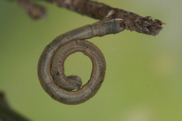 Rhodostrophia discopunctata: Bild 30