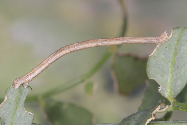 Rhodostrophia discopunctata: Bild 33