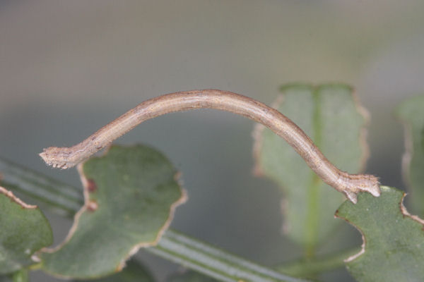 Rhodostrophia discopunctata: Bild 34