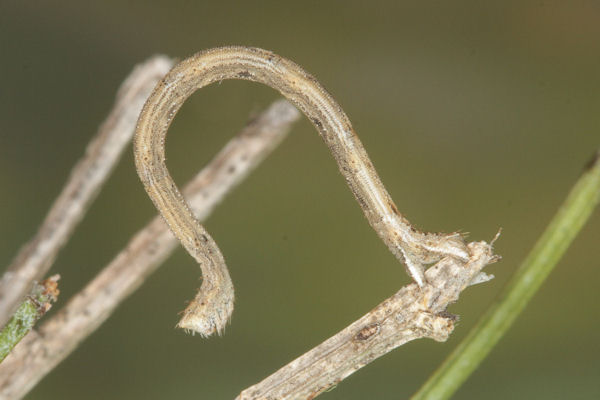 Rhodostrophia discopunctata: Bild 35