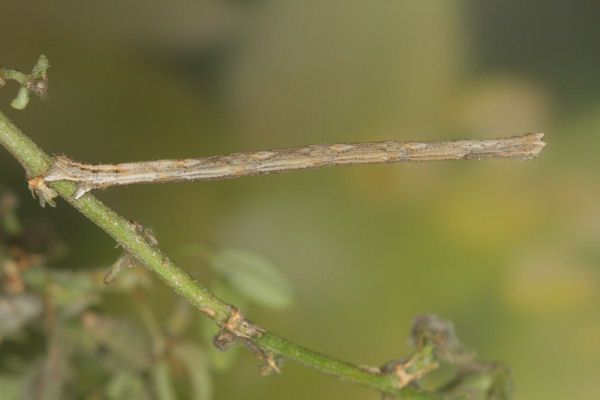 Rhodostrophia discopunctata: Bild 38