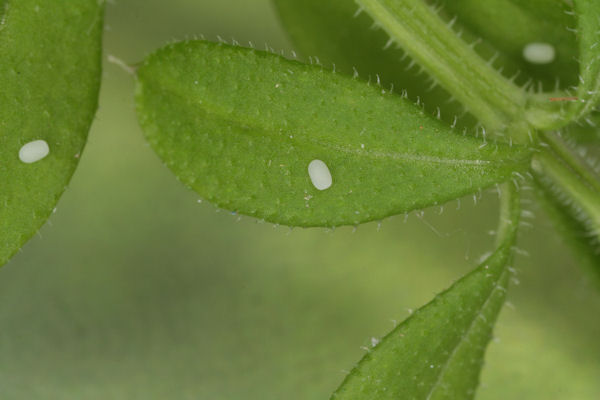 Euphyia frustata: Bild 2