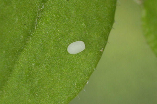 Euphyia frustata: Bild 3