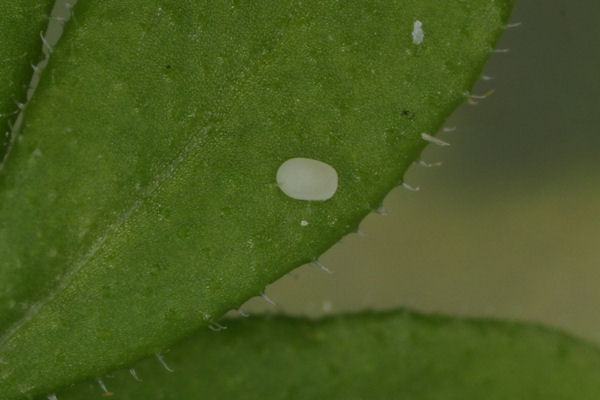 Euphyia frustata: Bild 4