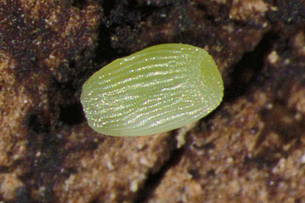 Agriopis aurantiaria: Bild 2