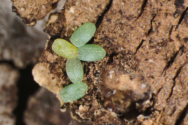 Agriopis aurantiaria: Bild 3