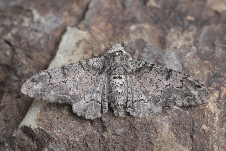 Biston betularia alexandrina: Bild 4