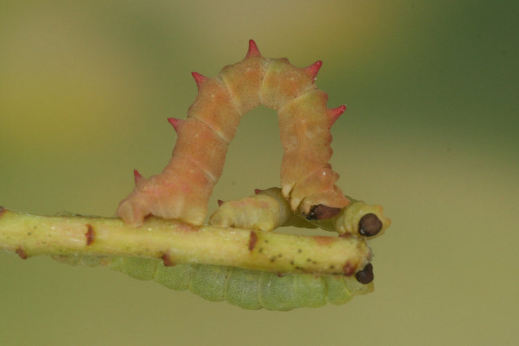 Eucrostes indigenata: Bild 14