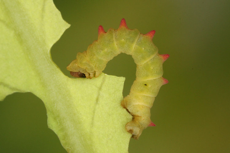 Eucrostes indigenata: Bild 20