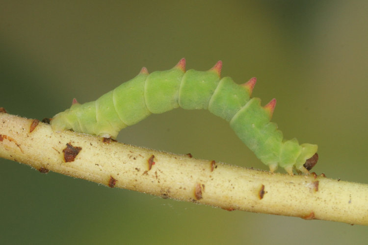 Eucrostes indigenata: Bild 21