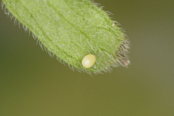Coenotephria ablutaria hangayi: Bild 2