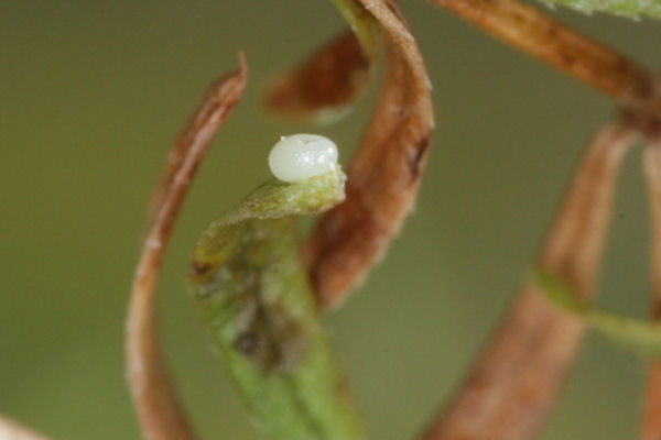 Coenotephria ablutaria hangayi: Bild 3