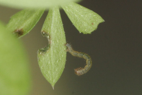 Coenotephria ablutaria hangayi: Bild 14
