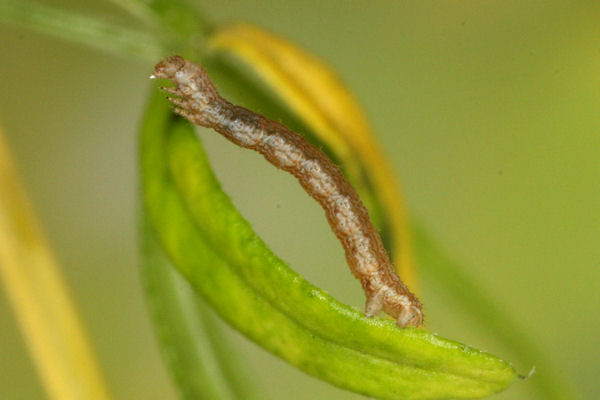 Coenotephria ablutaria hangayi: Bild 20