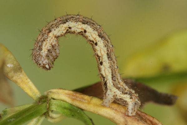Coenotephria ablutaria hangayi: Bild 27