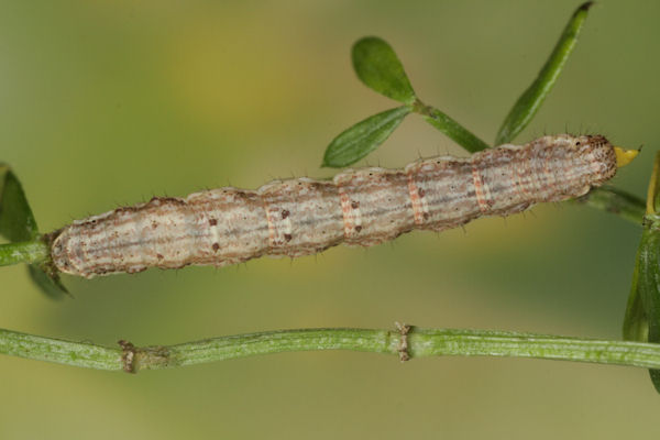Coenotephria ablutaria hangayi: Bild 36