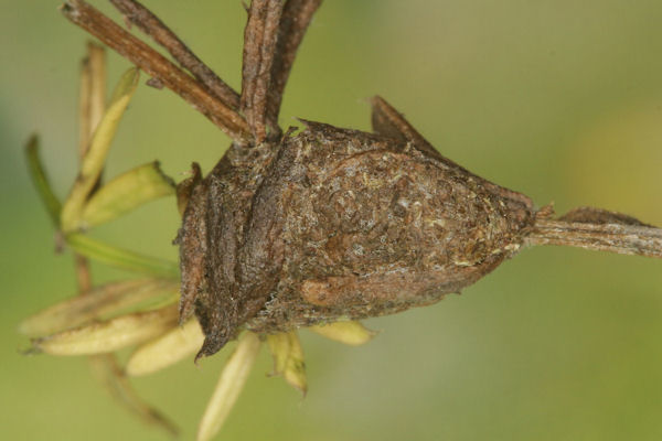 Coenotephria ablutaria hangayi: Bild 48