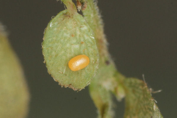 Coenotephria ablutaria hangayi: Bild 11
