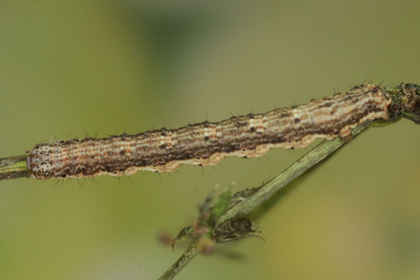 Coenotephria ablutaria hangayi: Bild 29