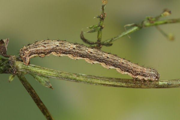 Coenotephria ablutaria hangayi: Bild 30