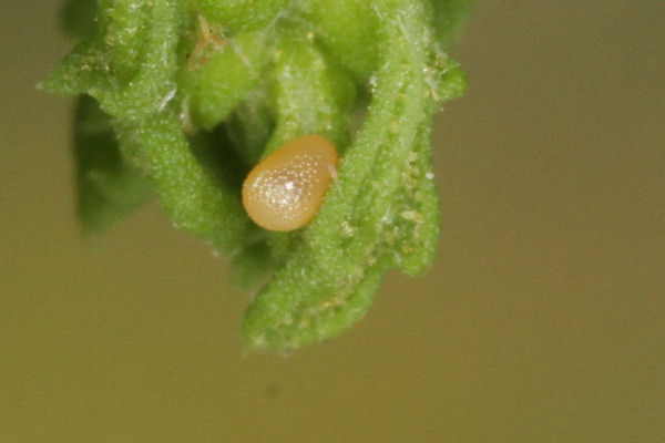 Coenotephria ablutaria hangayi: Bild 12