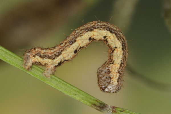 Coenotephria ablutaria hangayi: Bild 38