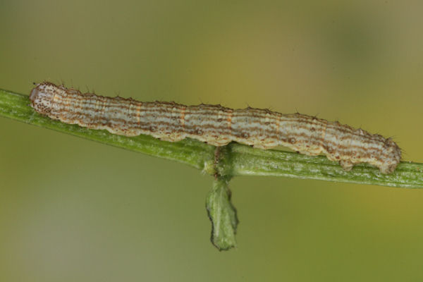 Coenotephria ablutaria hangayi: Bild 32